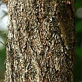Lumnitzera racemosa (White-flowered Black Mangrove) ヒルギモドキ in Aeroglen Cairns<br />Canon KDX (400D) + EFS60 F2.8